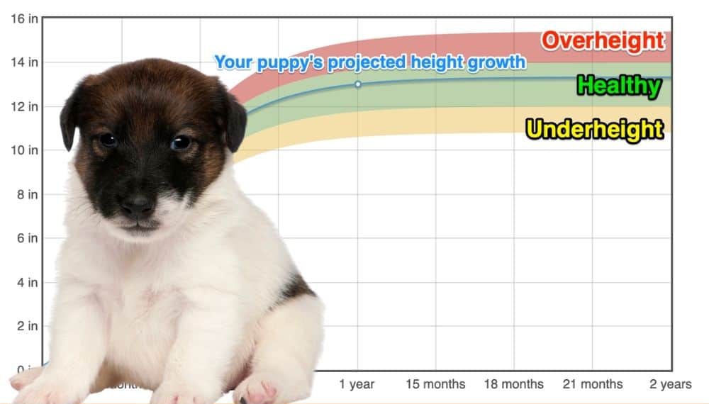 Fox Terrier (Smooth) Height+Growth Chart How Tall Will My Fox Terrier